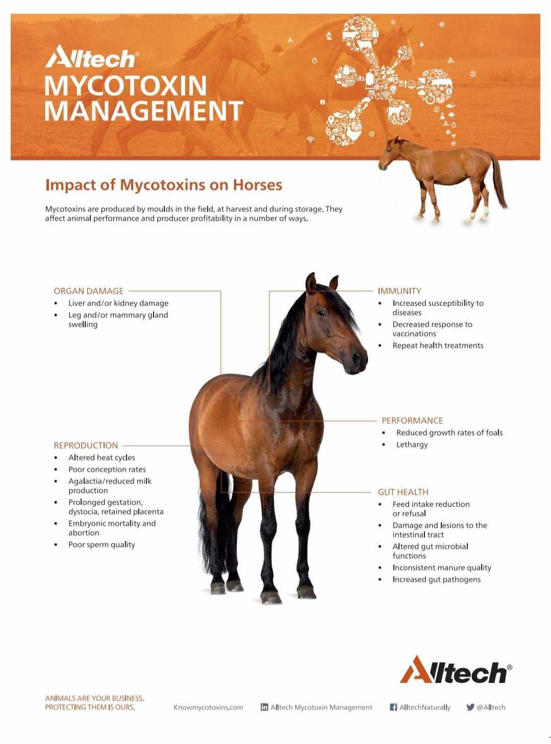 Mycosorb A+ Equine 900g